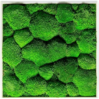 Obraz Gardners Mechový obraz 35x35 cm z kopečkového mechu, bílá