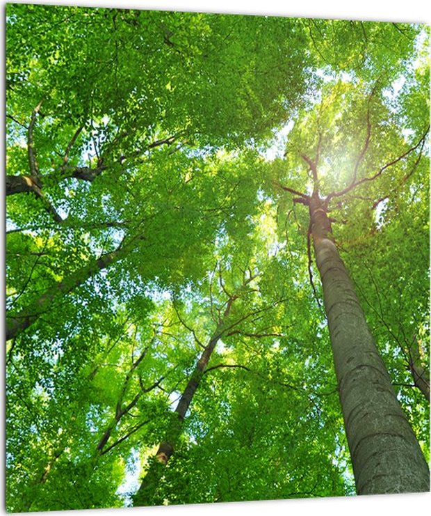 LuxusniObrazy.cz Skleněný obraz - Les