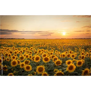 Obklad Skleněný obklad do kuchyně Západ slunce 280800797