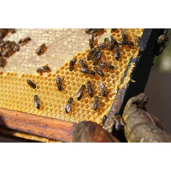 Včelí vosk surový Váha: 100g