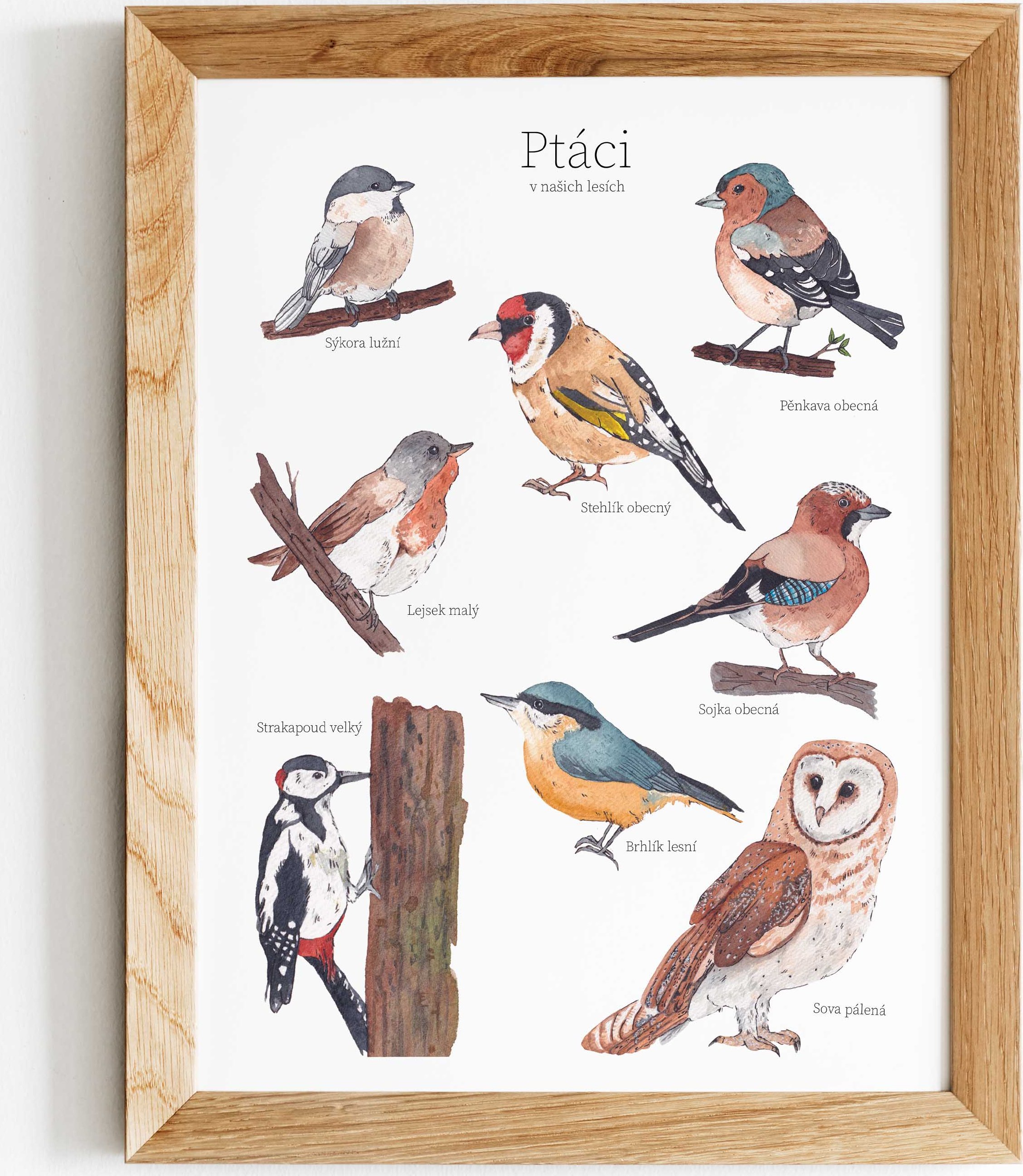 ePiPí Plakát - Ptáci našich lesů Rozměr: A3