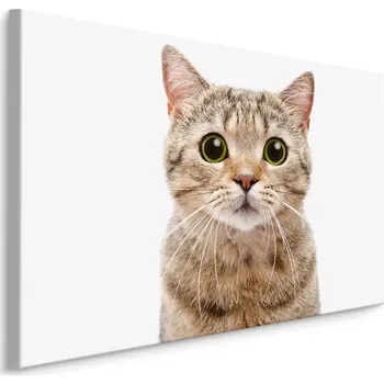 Dekorativní polštářek MyBestHome BOX Plátno Skotská Kočka Varianta: 30x20