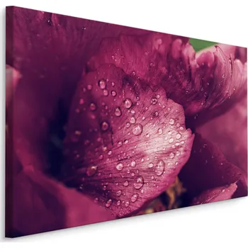 Plátno Pivoňka S Rosou Varianta: 30x20