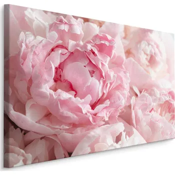 Plátno Pivoňky Ve Světle Růžové Varianta: 30x20
