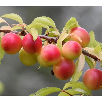 Sazenice Meruňko-mirabelka 'Aprimira' C7,5 L v.150-175 cm