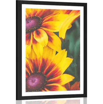 Plakát Dovido Plakát s paspartou atraktivní dvoubarevné květiny