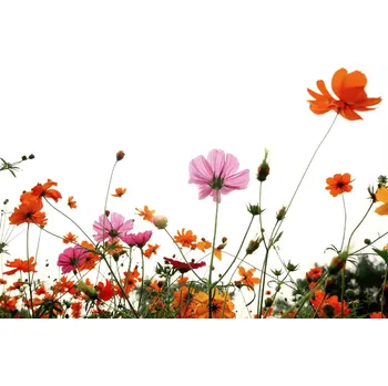 Fototapeta DIMEX | Vliesová fototapeta Barevné květy MS-5-1381 | 375 x 250 cm| bílá, oranžová, růžová + Vliesová fototapeta na stěnu DIMEX Barevné květy MS51381 v rozměru 375 x 250 cm + lepidlo zdarma