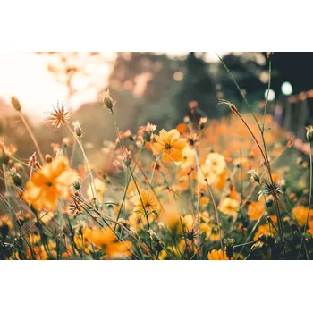 Fototapeta DIMEX | Vliesová fototapeta Oranžové květy MS-5-1370 | 375 x 250 cm| zelená, bílá, oranžová + Vliesová fototapeta na stěnu DIMEX Oranžové květy MS51370 v rozměru 375 x 250 cm + lepidlo zdarma