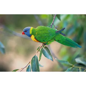 Fototapeta DIMEX | Vliesová fototapeta Papoušek modrohlavý MS-5-0408 | 375 x 250 cm| zelená, modrá, šedá + Vliesová fototapeta na stěnu DIMEX Papoušek modrohlavý MS50408 v rozměru 375 x 250 cm + lepidlo zdarma