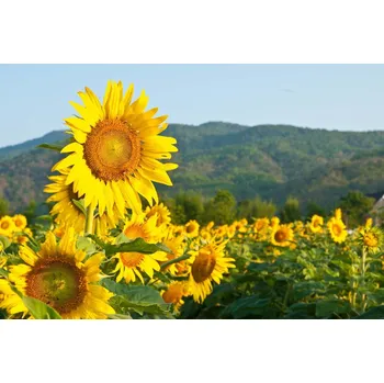 Fototapeta DIMEX | Vliesová fototapeta Kvetoucí slunečnice MS-5-1292 | 375 x 250 cm| zelená, žlutá + Vliesová fototapeta na stěnu DIMEX Kvetoucí slunečnice MS51292 v rozměru 375 x 250 cm + lepidlo zdarma