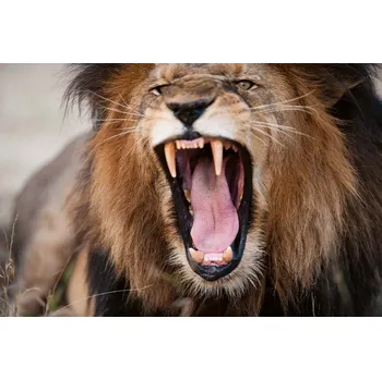 Fototapeta DIMEX | Vliesová fototapeta Rozzlobený řvoucí lev MS-5-0568 | 375 x 250 cm| černá, hnědá, růžová + Vliesová fototapeta na stěnu DIMEX Rozzlobený řvoucí lev MS50568 v rozměru 375 x 250 cm + lepidlo zdarma