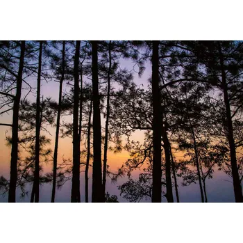 Fototapeta DIMEX | Vliesová fototapeta Thajský park MS-5-1896 | 375 x 250 cm| fialová, černá, oranžová + Vliesová fototapeta na stěnu DIMEX Thajský park MS51896 v rozměru 375 x 250 cm + lepidlo zdarma