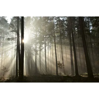 Fototapeta DIMEX | Vliesová fototapeta Paprsky v podzimním lese MS-5-1890 | 375 x 250 cm| bílá, černá, hnědá + Vliesová fototapeta na stěnu DIMEX Paprsky v podzimním lese MS51890 v rozměru 375 x 250 cm + lepidlo zdarma