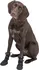 Obleček pro psa Trixie Walker Active Long ochranné boty černé 2 ks