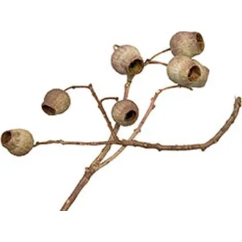 Zahradní dekorace Eukalyptus zvonky větev 40ks natur (1221060000)