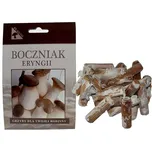 Planto Hlíva máčková 20 ks