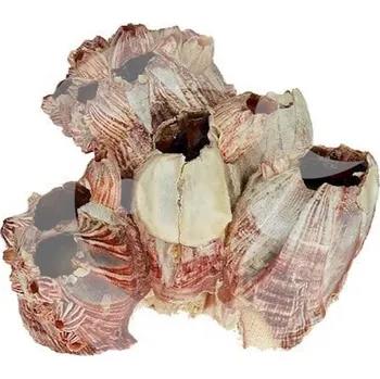 Dekorace do akvária MACENAUER Mušle Barnacle 10-15 cm