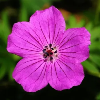 Přírodní voda Kakost oddenkatý Geranium macrorrhizum 1l