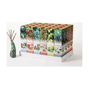 Sazenice Hippophae rhamnoides (L.) \"aromat\" - Rakytník řešetlákový 9x9 cm