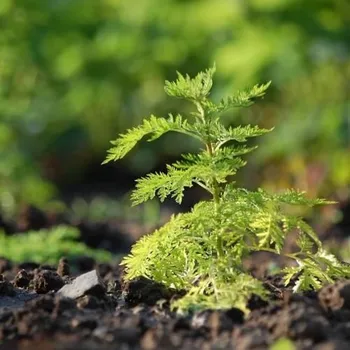 Voda Přírodní voda Pelyněk roční Artemisia annua 25 l