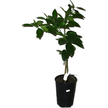 Sazenice Citrus mandarinkovník sp. NOVA