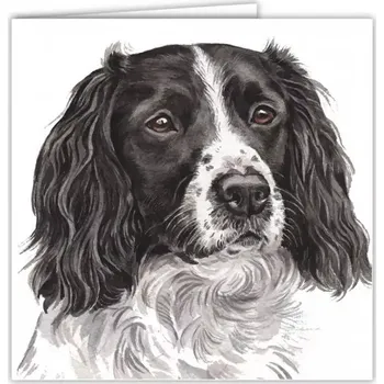Přání v obálce Anglický Špringršpaněl-bíločerné zbarvení, WD 16,5 x 16,5 cm (Blahopřání s obálkou s pejskem, psi, pes)