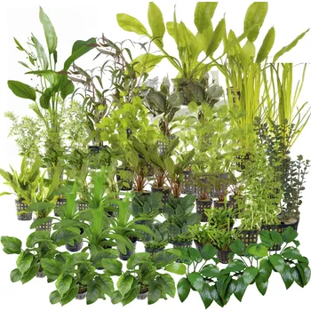 Akvárium Kolekce rostlin pro společenské akvárium 500l