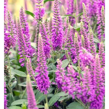 Sazenice Rozrazil dlouholistý ´FIRST MATCH®´ kont. 0,5 l