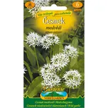 Nohel garden Allium ursinum česnek…