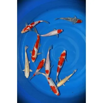 Krmivo pro rybičky Tancho Goshiki ... AKC 23B0110