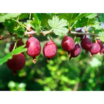 Sazenice Angrešt 'Pax'