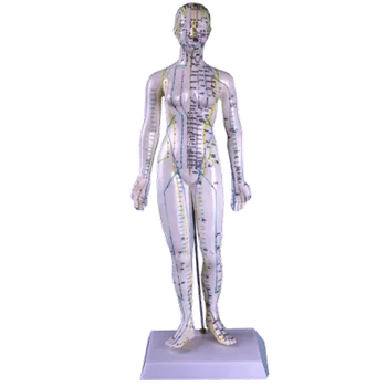 Akupunkturní model žena 48cm Huan Qiu