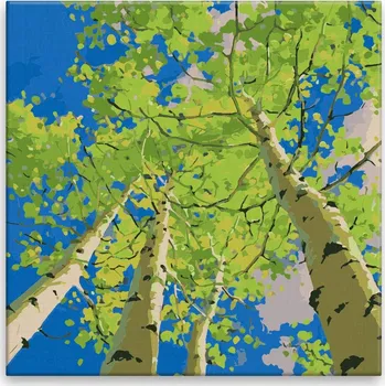 Malování podle čísel - Pohled do koruny břízy 02 - 40x40 cm, bez dřevěného rámu - CZ výroba