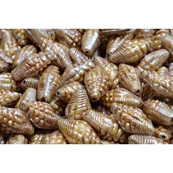 Korálek Mušle Miter č. 2348 (16X8mm)