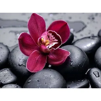 Diamantové malování Diamantové malování - Květ na oblazcích - č. 318 40x40 cm