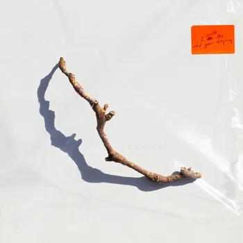 Zahraniční hudba I Inside The Old Year Dying - PJ Harvey