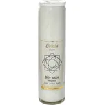 Cereus Svíce čakrová 21 cm