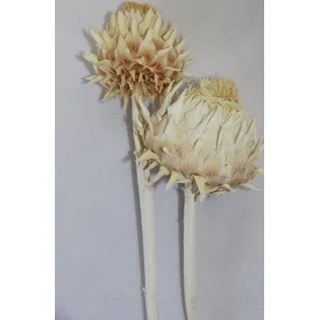 Sušené květiny Cynara Flower blanched, 5 ks, bělené