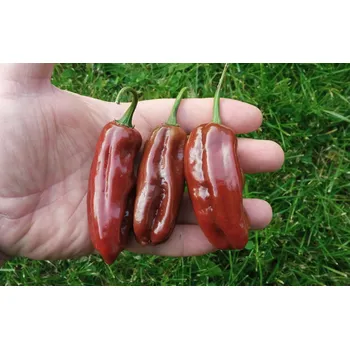 Semeno chilli-semena Habanero Ebony Giant
