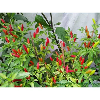 Semeno chilli-semena Border Chilli