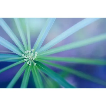 Plakát Plakát, Obraz - Palm Leaf. Abstract nature background, Sunlight7