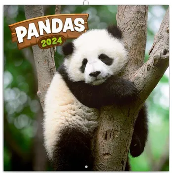 Kalendář Poznámkový kalendář Pandy 2024, 30 x 30 cm