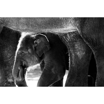 Plakát Plakát, Obraz - Sumatran Elephant, Wokephoto17