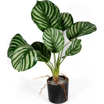 umělá květina Hawaj Dekorativní umělá Calathea 30 cm