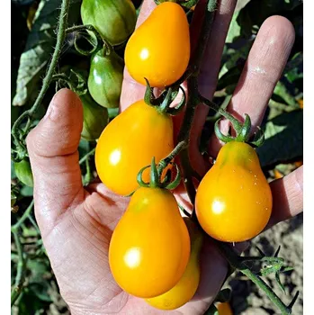 Semeno Yellow Submarine