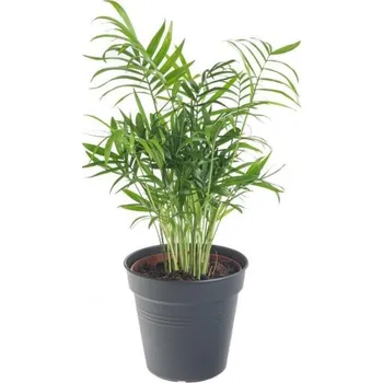Sazenice Chamaedorea elegans, průměr květináče 12 cm