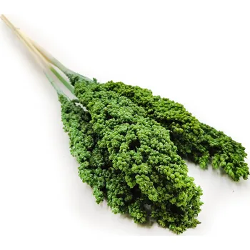 mech-mech.cz Sušený Čirok (Sorghum) - Zelený 5ks