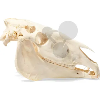 anatomický model Lebka koně
