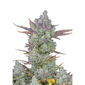 Semeno FastBuds Gorilla Cookies Auto Balení: 1ks