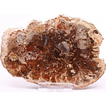 Drahý kámen Magieprirody.cz Zkamenělé dřevo plát 295 g - 13 cm + stojánek #B412 Madagaskar